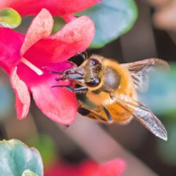 蜂蜜如何用于<strong>美容</strong>護膚？七種最有效的方法！