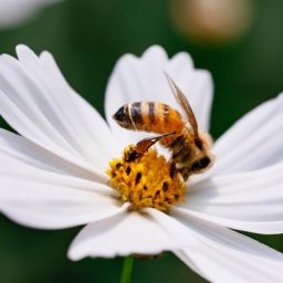 蜂蜜<strong>美容</strong>護膚方法大全，告別肌膚問題