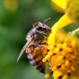 蜂蜜<strong>美容</strong>護膚的神奇功效及作用