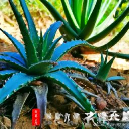 蘆薈怎么美容護(hù)膚