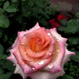 小月子期間可以進行<strong>美容</strong>護膚嗎？女性朋友們想必對于這個問題都非常關(guān)注。在產(chǎn)后恢復(fù)的階段，媽媽們往往會因為身體疲憊、肌膚暗沉等問題感到苦惱，而<strong>美容</strong>護膚似乎成了她們渴望擁有煥然一新外貌的途徑。那么，在小月子期間是否安全進行<strong>美容</strong>護膚呢？