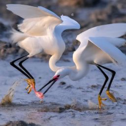 如何正確進(jìn)行美容護(hù)膚步驟和手法？教你通過視頻學(xué)會(huì)！